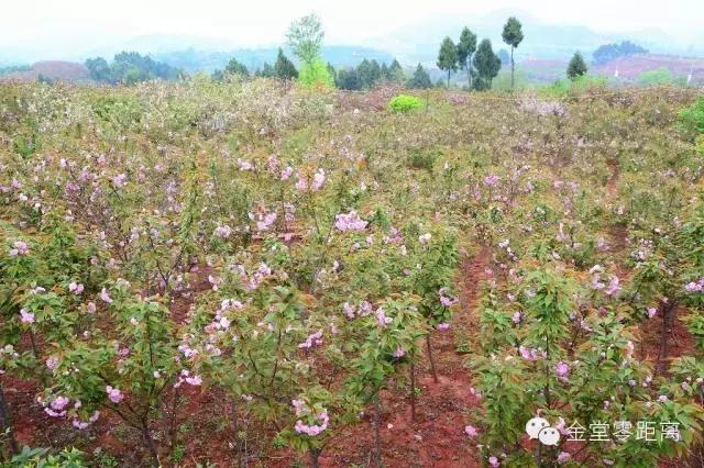 金堂云顶山一日游攻略,金堂旅游攻略一日游价格