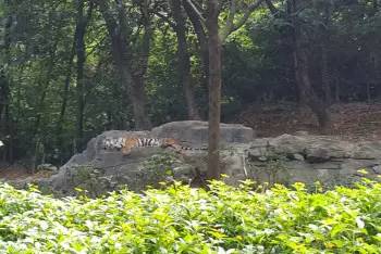 番禺长隆野生动物园2天1晚攻略,番禺长隆野生动物园旅游路线