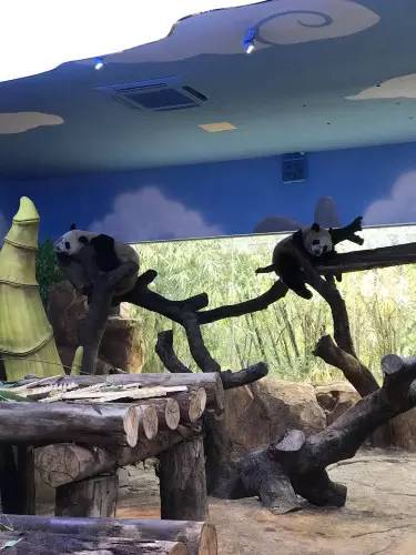 番禺长隆野生动物园2天1晚攻略,番禺长隆野生动物园旅游路线