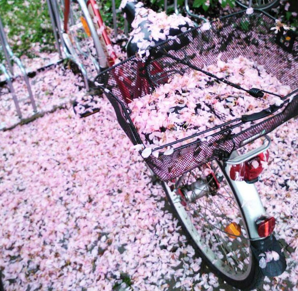 春季手机摄影大赛,摄影有哪些大赛