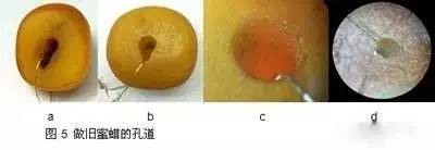 烤色蜜蜡和老蜜蜡的鉴别,老蜜蜡的鉴别方法和图片