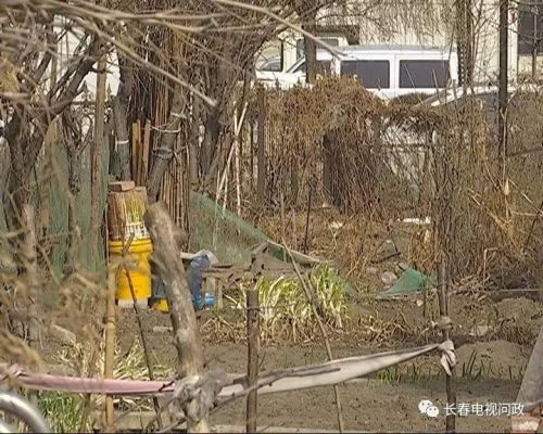 长春好景山庄小区、净月新园小区居民圈地种蔬菜最多将被罚三万