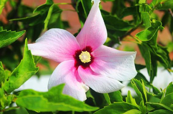 免签的塞班岛上天下海,塞班岛这个免签海岛美到尖叫