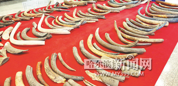 割开货车暗格藏着107根猛犸象牙