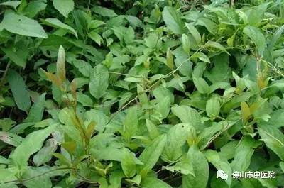 艾叶糍粑用哪种艾叶好,艾草糍粑用哪种艾叶