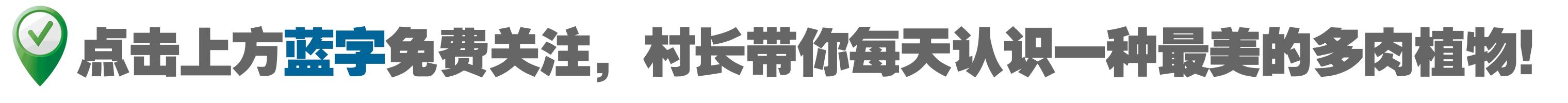 可可酱用法,可可酱日常分享