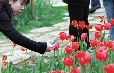 大连劳动公园游园会首推夜赏郁金香