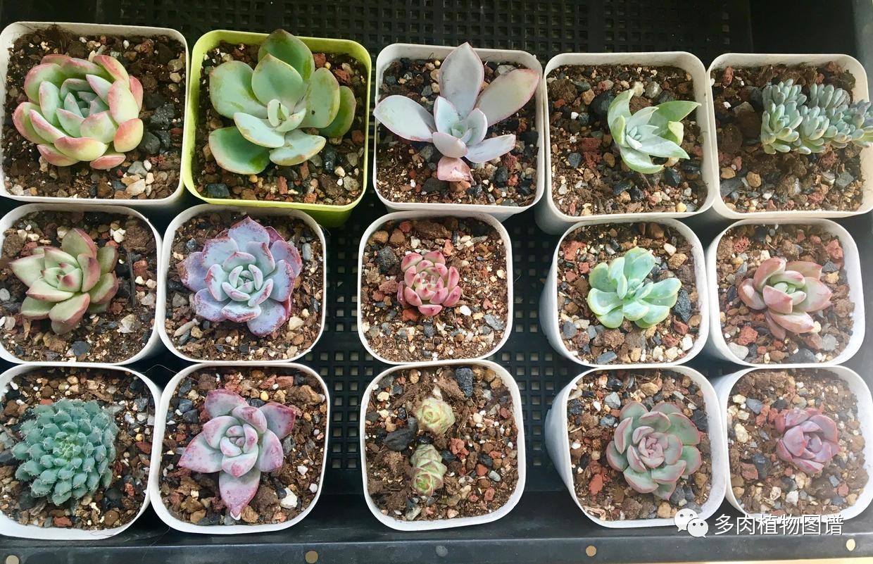 可可酱用法,可可酱日常分享