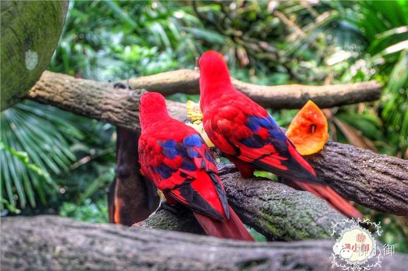 春节旅游去新加坡,新加坡旅游团春节