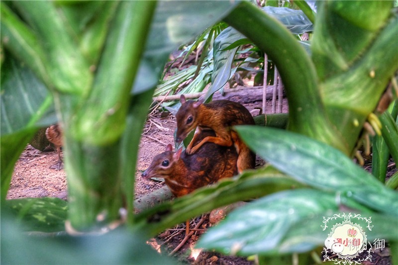 春节旅游去新加坡,新加坡旅游团春节