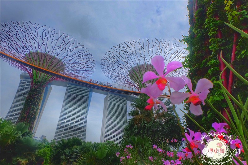 春节旅游去新加坡,新加坡旅游团春节