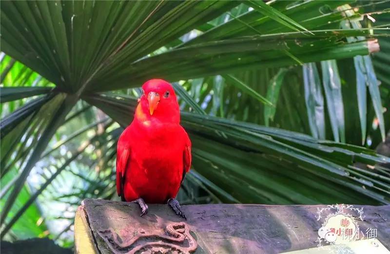 春节旅游去新加坡,新加坡旅游团春节