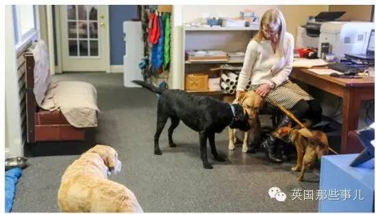 一家能够带狗上班的公司，感觉他们那的地位..人没狗高..