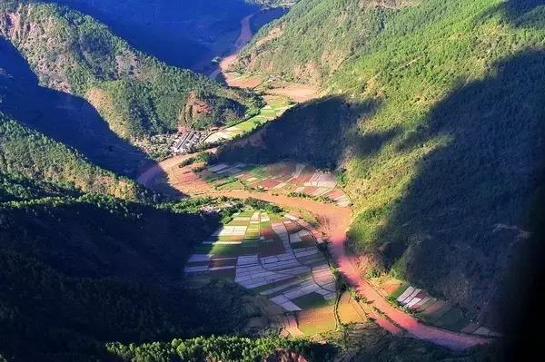 云南脆甜蓝莓,云南正宗新鲜蓝莓