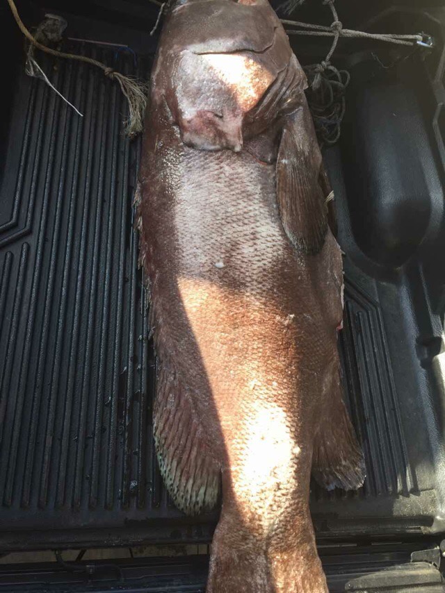 渔民捕获一条240斤龙胆石斑鱼,900斤巨无霸龙胆石斑鱼