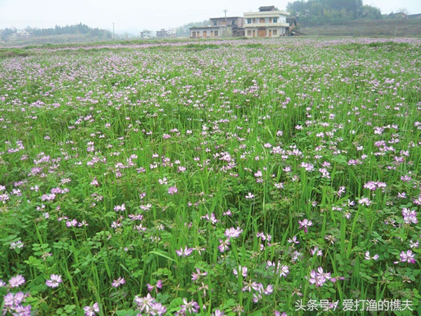 农民总结的种地顺口溜,老祖宗总结的种地顺口溜