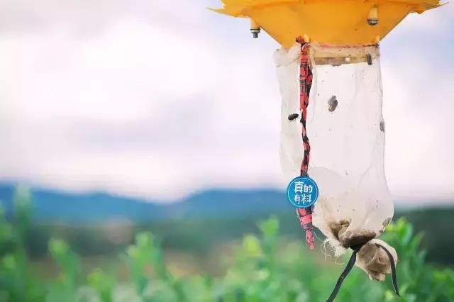 云南脆甜蓝莓,云南正宗新鲜蓝莓