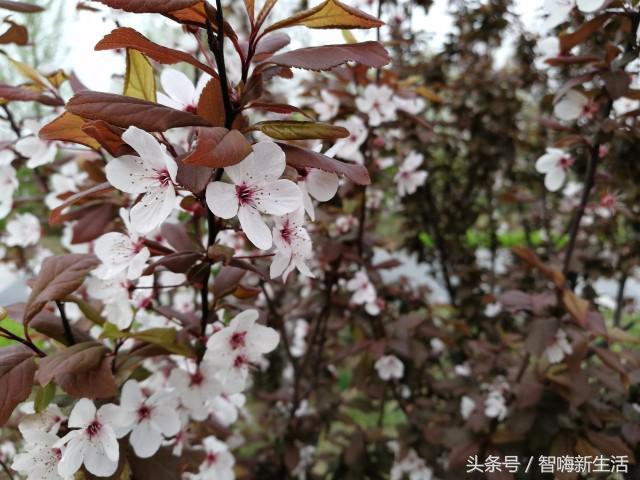 荣耀v9评测性价比和优雅能够兼顾,荣耀v9变迁史