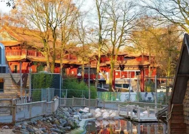 荷兰迎接中国大熊猫,大熊猫在国外有警车开道