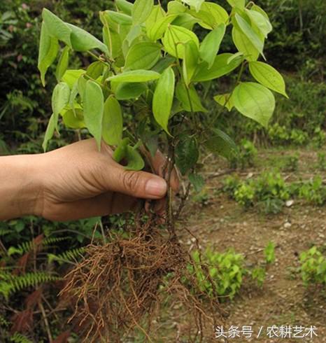 农村75种中草药图谱,农村中草药图谱