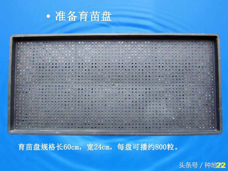 看看高手如何做管理的,看看山东大棚甜瓜种植技术