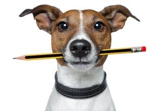 如何让幼犬在指定地方大小便,强行训练幼犬大小便