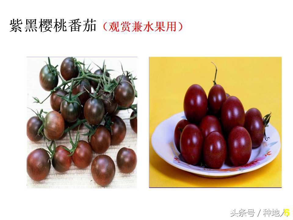 看看高手如何做管理的,看看山东大棚甜瓜种植技术