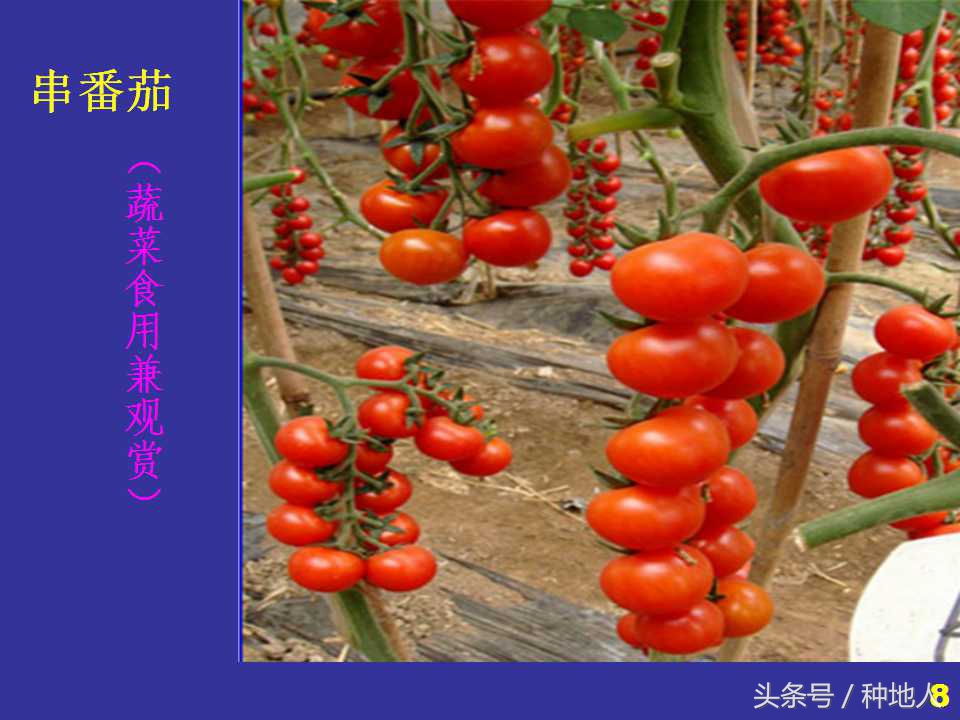 看看高手如何做管理的,看看山东大棚甜瓜种植技术