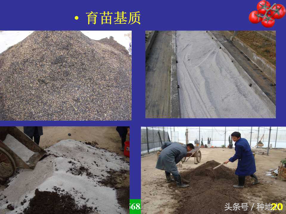 看看高手如何做管理的,看看山东大棚甜瓜种植技术