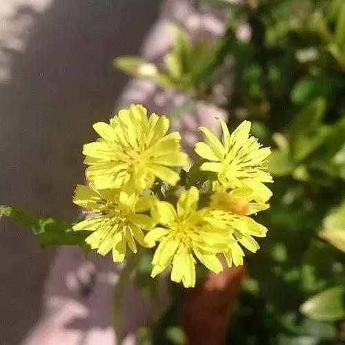 晨曦微光音乐,晨曦微光护理能淡斑吗