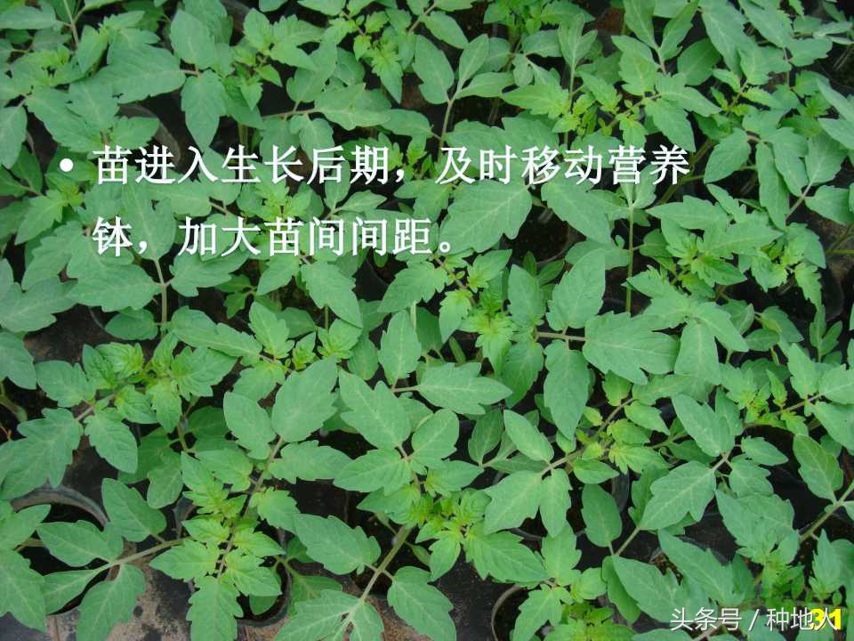 看看高手如何做管理的,看看山东大棚甜瓜种植技术