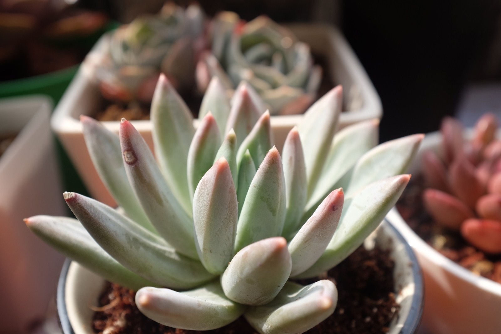 多肉植物真的很好吃吗,多肉植物能够吃的有几种