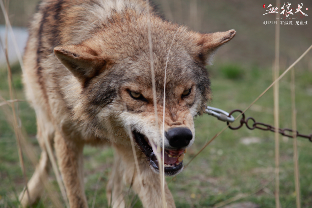 血狼犬精神,血狼犬性格