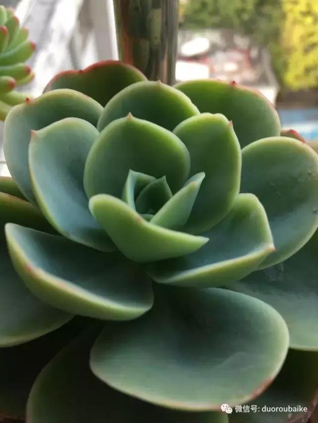 春日日照下的绿植,阳台上最好看的多肉