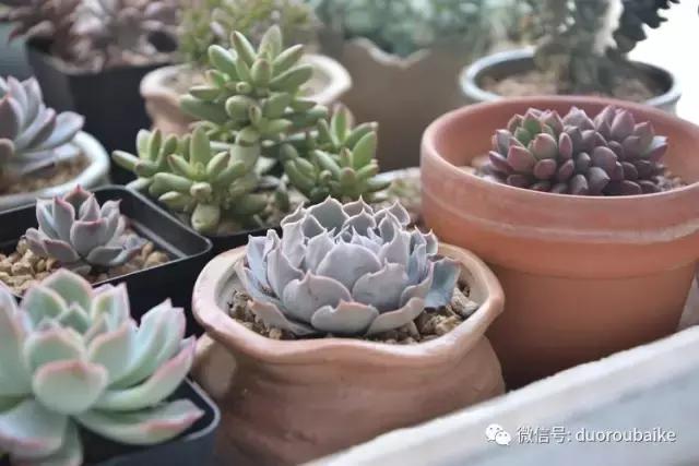 春日日照下的绿植,阳台上最好看的多肉
