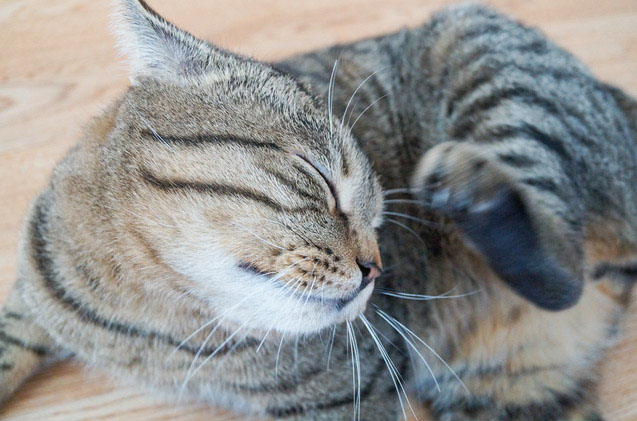 猫咪疾病科普猫咪感冒吃什么药,猫咪皮肤病咨询