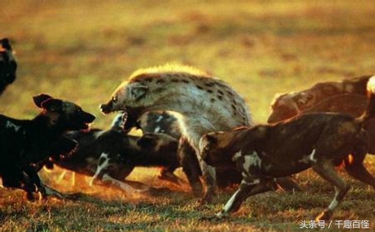 千趣百怪—非洲象西部利亚虎非洲狮棕熊犀牛大PK