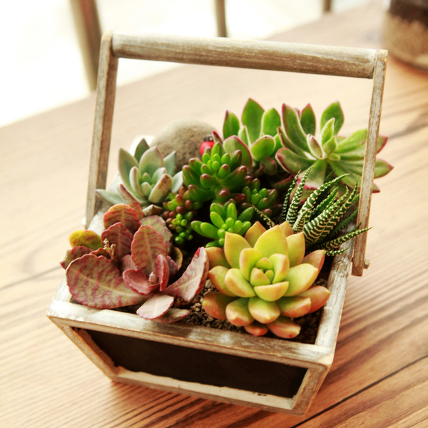 多肉植物真的很好吃吗,多肉植物能够吃的有几种