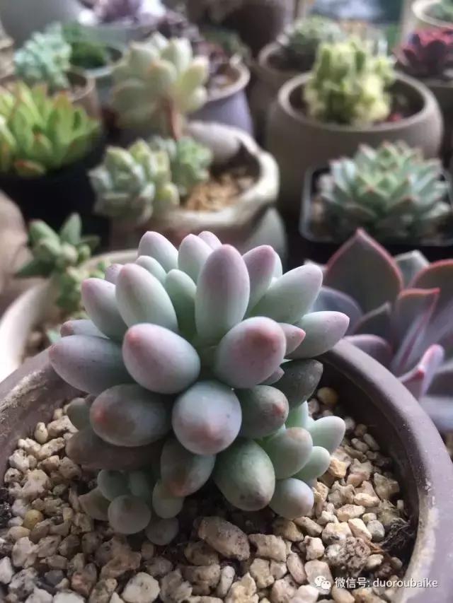 春日日照下的绿植,阳台上最好看的多肉