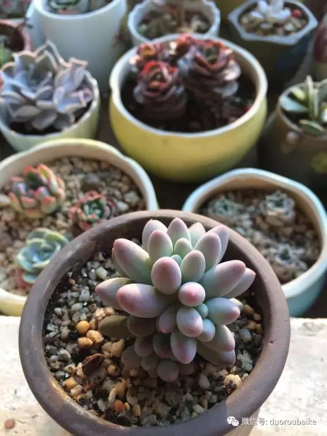 春日日照下的绿植,阳台上最好看的多肉