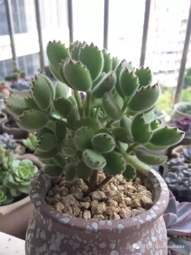 春日日照下的绿植,阳台上最好看的多肉