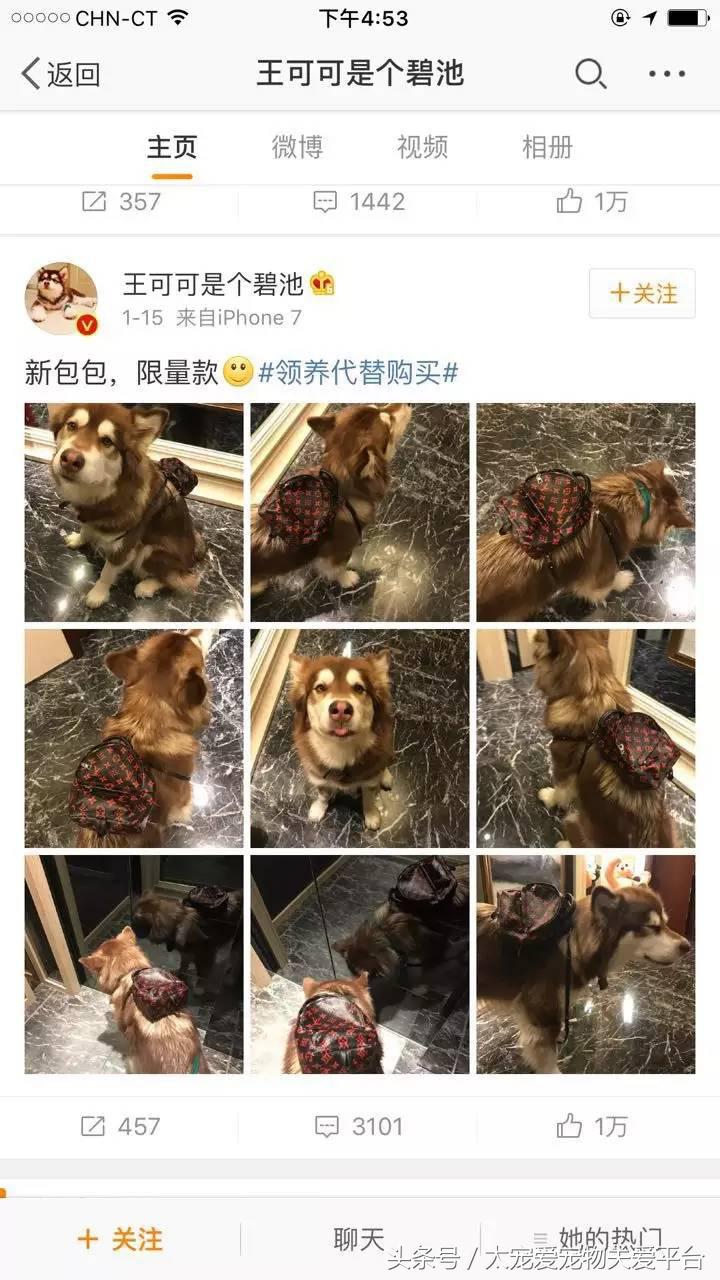 阿拉斯加犬活宠,一周照顾一次的宠物