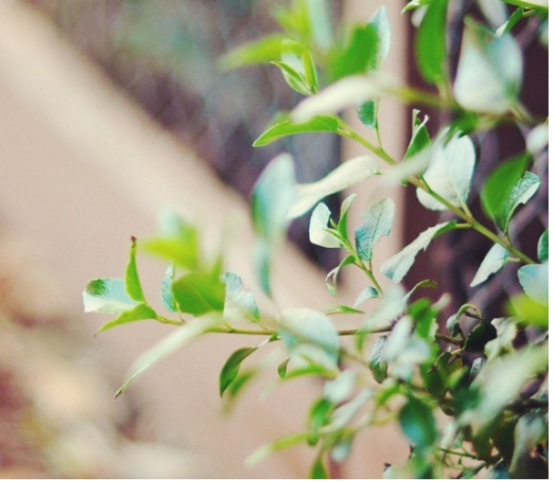 我荒芜了整个青春，只为等你，日照照进你我眼里心里