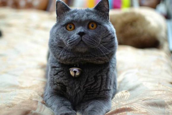 养猫手册如何养好一只猫,养猫喂养小技巧