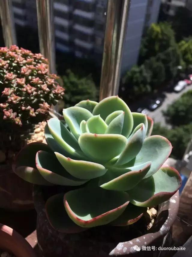 春日日照下的绿植,阳台上最好看的多肉