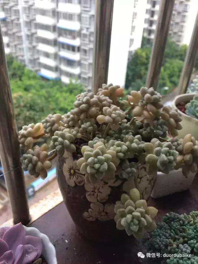 春日日照下的绿植,阳台上最好看的多肉