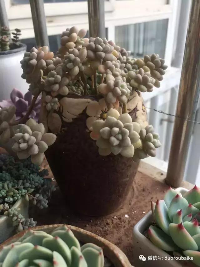 春日日照下的绿植,阳台上最好看的多肉
