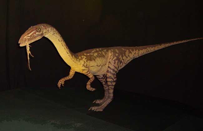 关于恐龙你都知道什么秘密习性,关于恐龙你所不知道的几个真相