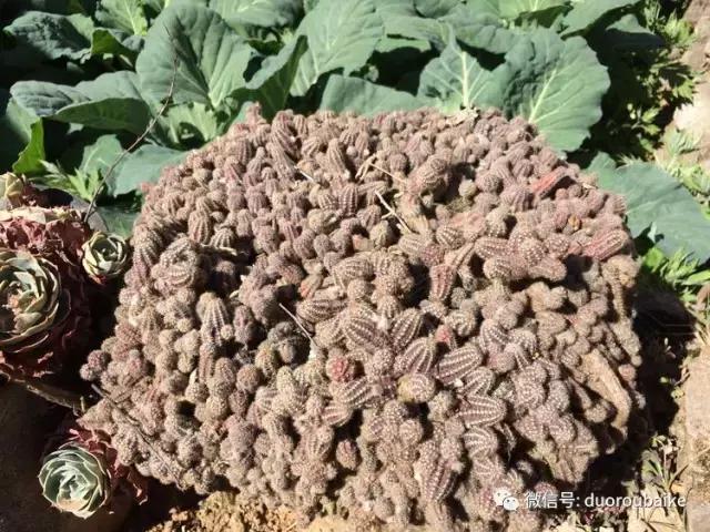 春日日照下的绿植,阳台上最好看的多肉