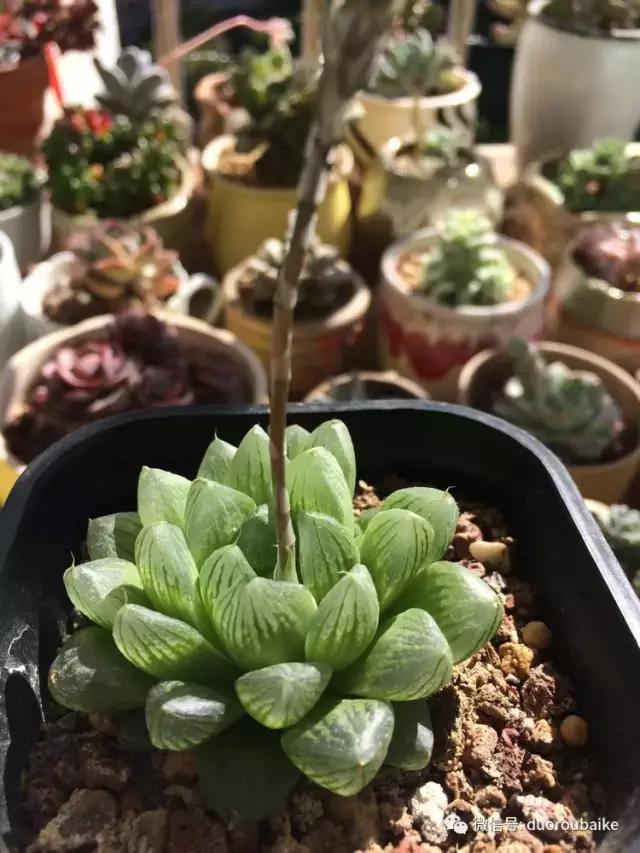 春日日照下的绿植,阳台上最好看的多肉